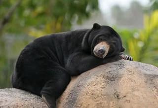 Sun Bears: Small Bears, Big Personalities (Classic)