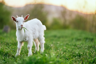 Sheep and Goat Care