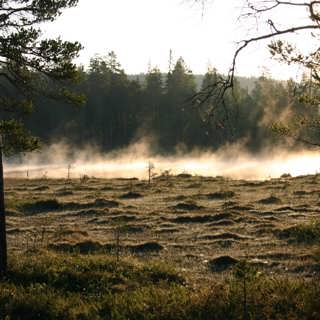 En vandring i Sveriges björntätaste marker och om brott mot naturen