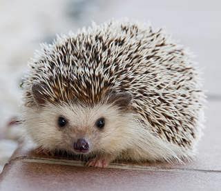 Hedgehogs: Small, Spiky and in Trouble (Classic)