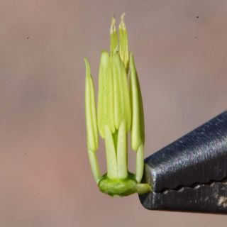 West Texas Cacti, Desert Brassicas, AL Scorch, Pollinator Apocalypse