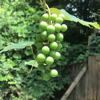 Ep. 122 The Intrepid Ivy Association
