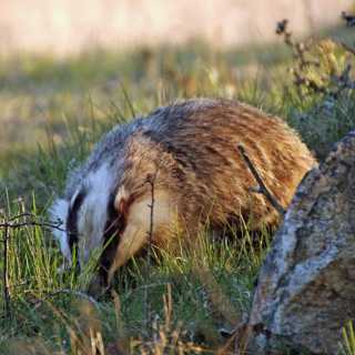Att hugga eller inte i Bialowieza - och på spaning efter grävling