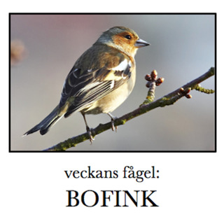 Bofink
