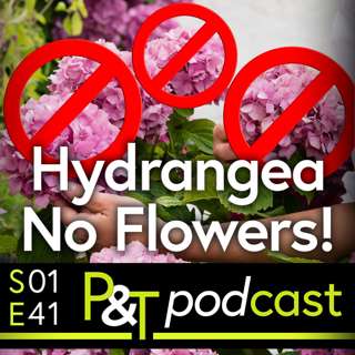 Wonderful Walled Garden, Leafy Lytham & Help! My Hydrangea Has No Flowers!
