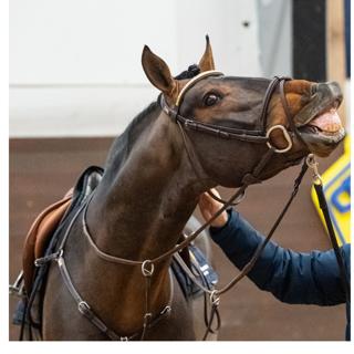Avsnitt 89. Veterinär Malena Behring reder ut begreppen kring EHV och prat om vad som faktiskt händer när en hingst blir godkänd!
