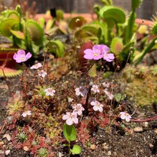 Episode 19: Greg Nelson (@thebogboy) Tries Moxie™ Soda for the First Time and Tells Us How to Set Up a Bog Plant Garden