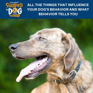 All The Things That Influence Your Dog's Behavior And What Behavior Tells You #189