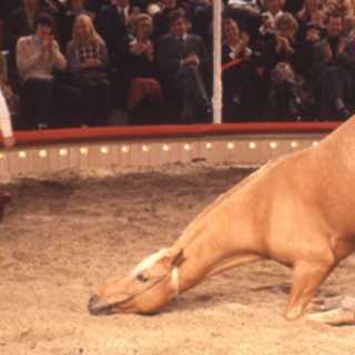 Människan och djuren - hur ska relationen se ut?