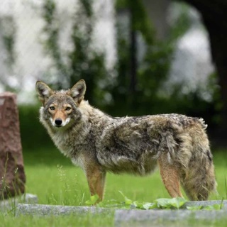 The coyotes next door: What we get wrong about America's 'song dog'