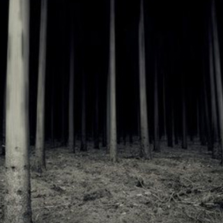 SPOOKY IN THE WOODS