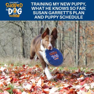 Training My New Puppy, What He Knows So Far: Susan Garrett's Plan And Puppy Schedule #243
