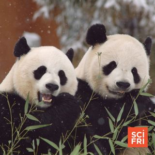 How 'Panda Diplomacy' Led To Conservation Success