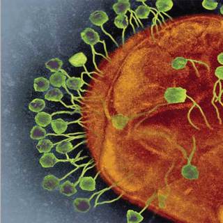 Phage Therapy for Antibiotic-Resistant Superbugs