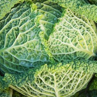 Helping hedgehogs, DIY potting mix, and crispy cabbages