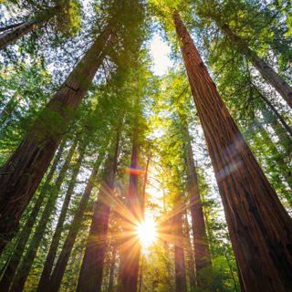 Natural Harmony ~ Healing Sound Journey with Deep Ambient Music & Meditative Piano
