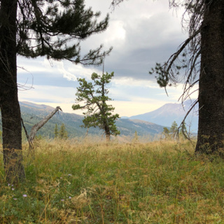 Episode 48: Wind in the Pines