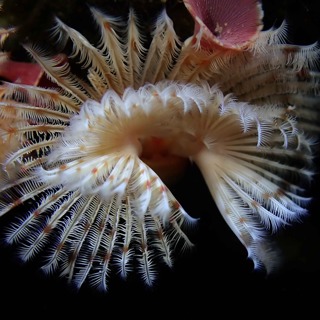 Facts: The Red-Trumpet Calcareous Tubeworm