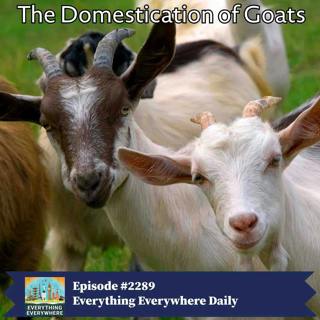 The Domestication of Goats