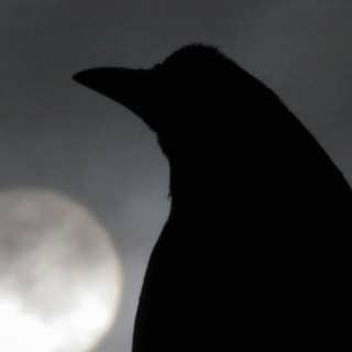 Fåglarna flockas i svensk poesi