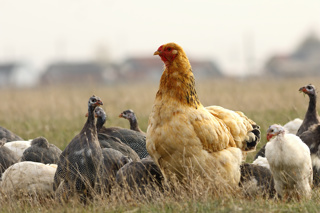 Ep. 147 Managing a Mixed Flock