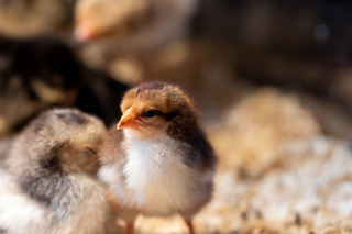 Ep. 178 How to Incubate Eggs of Mixed Birds Together