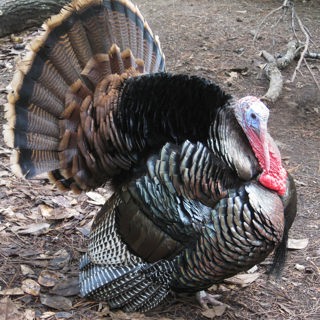 Wild Turkeys: A Conservation Success Story, Where We Are Now, and What We Can Do