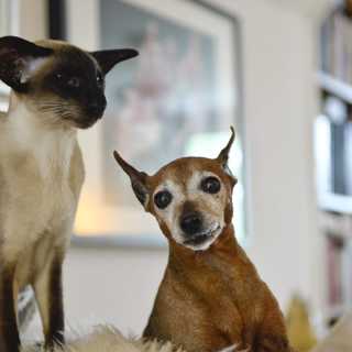 Om Aftonbladets anonyma katt- och hundsidor på Facebook, Medier hanterar Aron Flam-bild olika, Sommarserien: Mordkomplotten mot Jan Kuciak