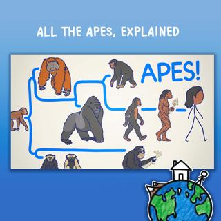 ALL THE APES, EXPLAINED 🦍🦧🐒