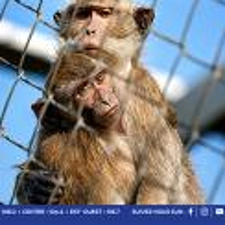 Macaques saisis à Jin Fei : Hammerhead engage une action civile et réclame Rs 8,3 milliards pour manque à gagner