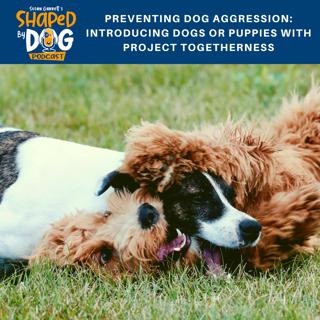Preventing Dog Aggression: Introducing Dogs or Puppies with Project Togetherness #72