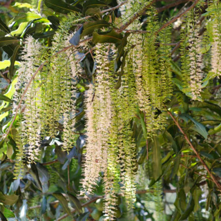 With hundreds of thousands of flowers, macadamia can be limited by not getting enough pollen