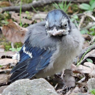 Mysterious Bird Deaths of 2021: Digging Deeper into the Bird Mortality Event
