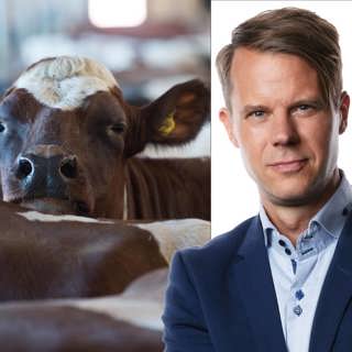 Kvällsmjölkning som förhandlingsmetod: Andreas Liljeheden, Bryssel