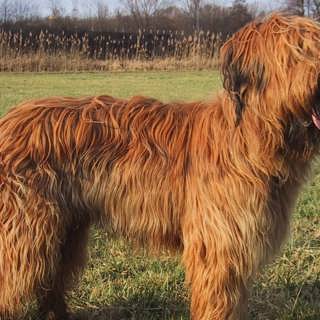 Hunden som gett människor synen tillbaka