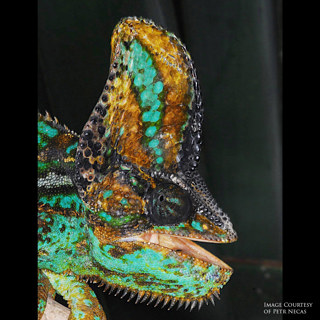 Ep 87: History of the Veiled Chameleon in Captivity