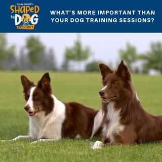 What's More Important Than Your Dog Training Sessions? #117