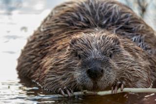 Beavers Are Back