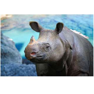 Monday, September 1, 2026 — Javan Rhino, Nine O'Clock High ... Sipping a Latte??