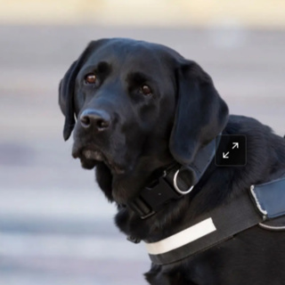 Ögoncasten Januari 2026: Julkonsert, besök på universeum och visning av ledarhundar på mydog