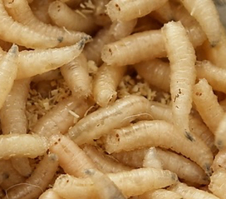 Podcast # 392: Maggot Therapy