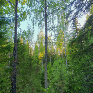 Wood Pigeon Forest