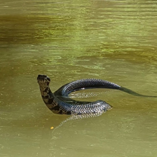 The Adventures and Misadventures of Juan Loco- The Cottonmouth Water Moccasin