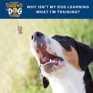 Why Isn't My Dog Learning What I'm Training? #125