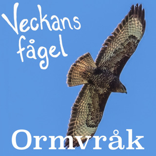 Ormvråk