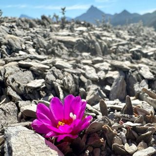 Nuevo León & Tamaulipas Cactus Blitz