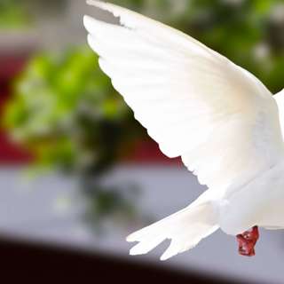 1.11.26 - The Way of Gentleness