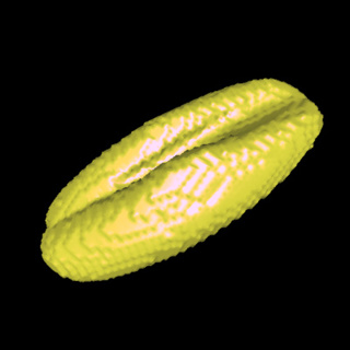 Measuring the hidden phenotype using novel mathematical techniques