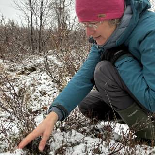 Så förbereder växterna sig för vintern – och fågelforskning i Hudson Bay