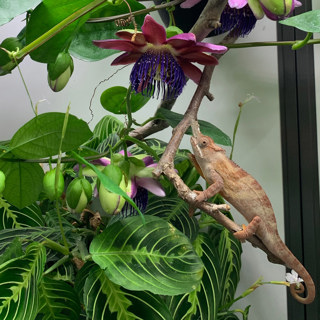 Plant Care Basics with Bonnie Person